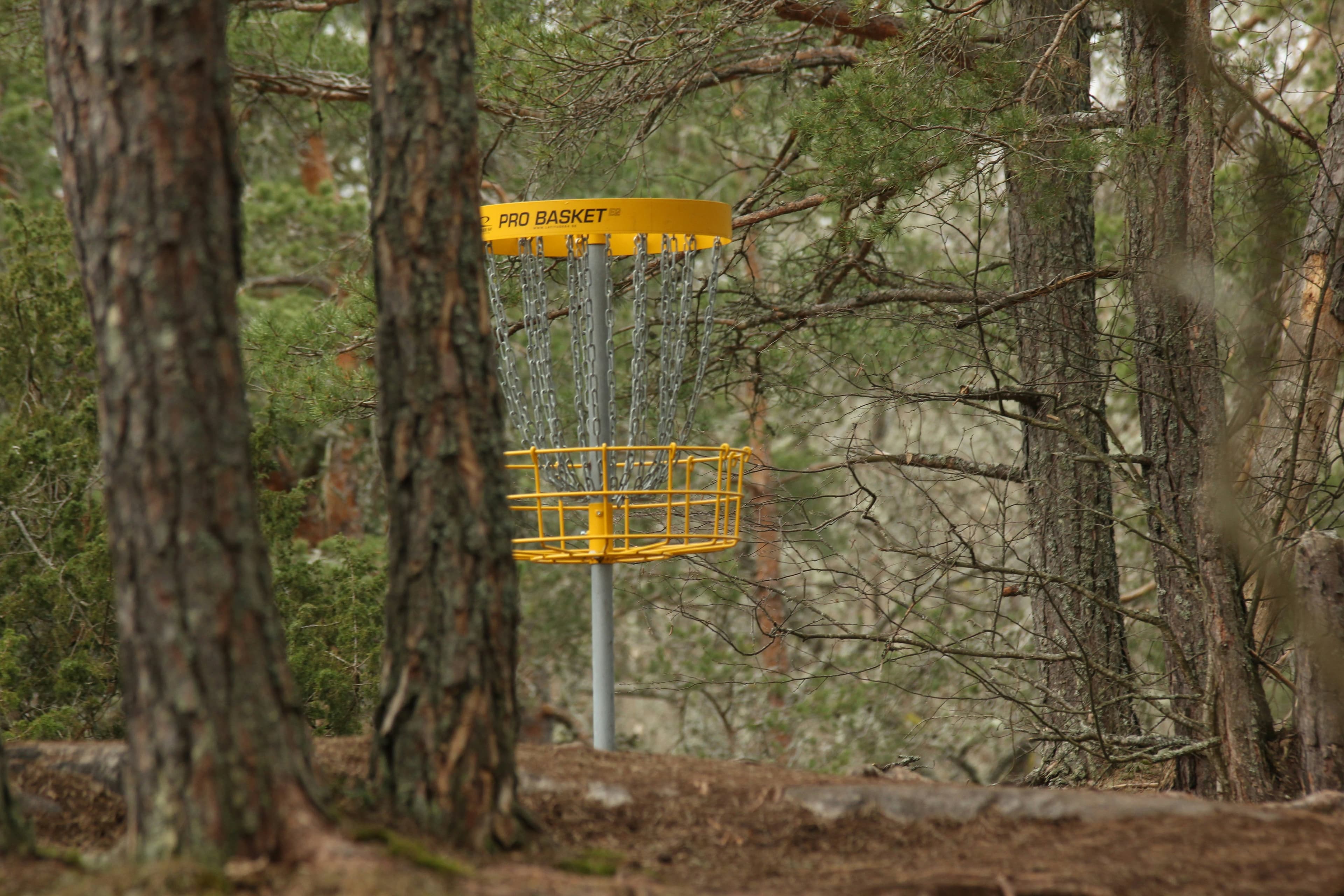 Basket in the woods